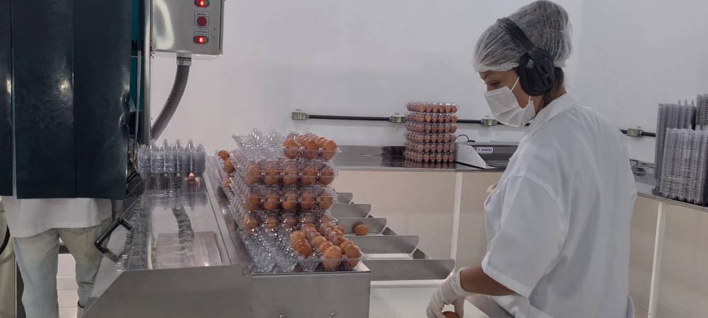 Veja a importância da água na produção de ovos