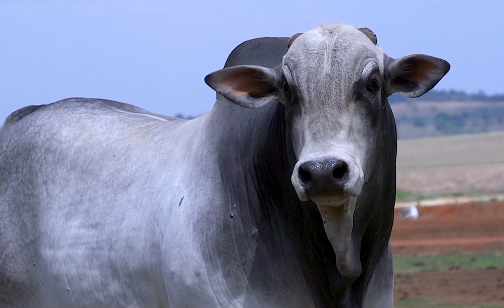 Não perca o '8º Leilão Virtual Fazenda Araponga', no Agro Canal