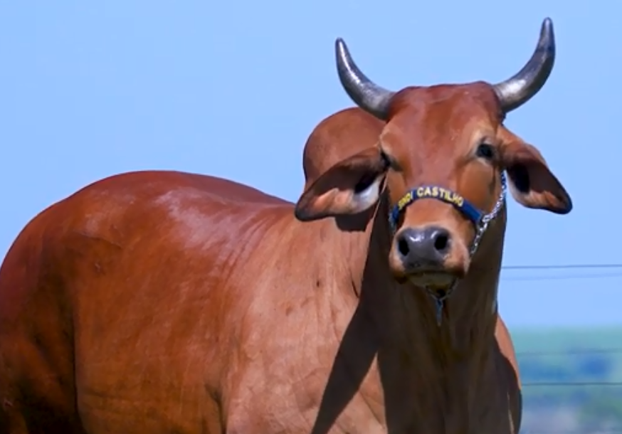 Começa hoje o 'De Olho na Fazenda Semana Sindi Castilho'