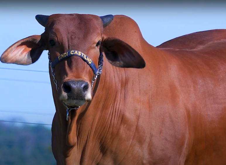 Aproveite as vendas do 'De Olho na Fazenda Semana Sindi Castilho'
