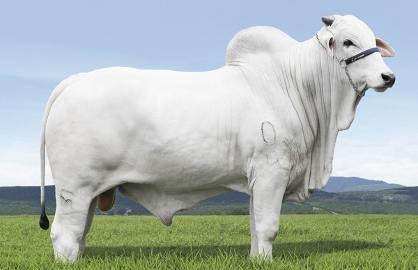 Genética BR oferta sêmen de grandes reprodutores no AgroCanal