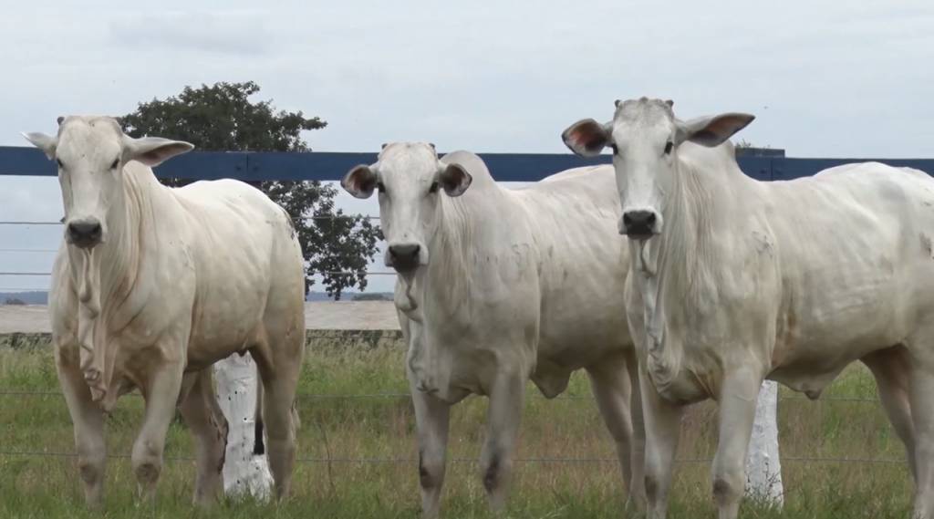 Não perca mais um dia de ofertas do 'De Olho na Fazenda Capão de Angico'