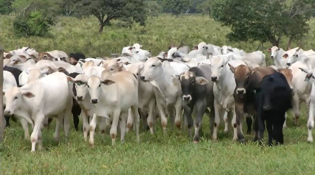 Hoje: leilão 'Faive Boi' oferta animais de corte no Canal do Boi