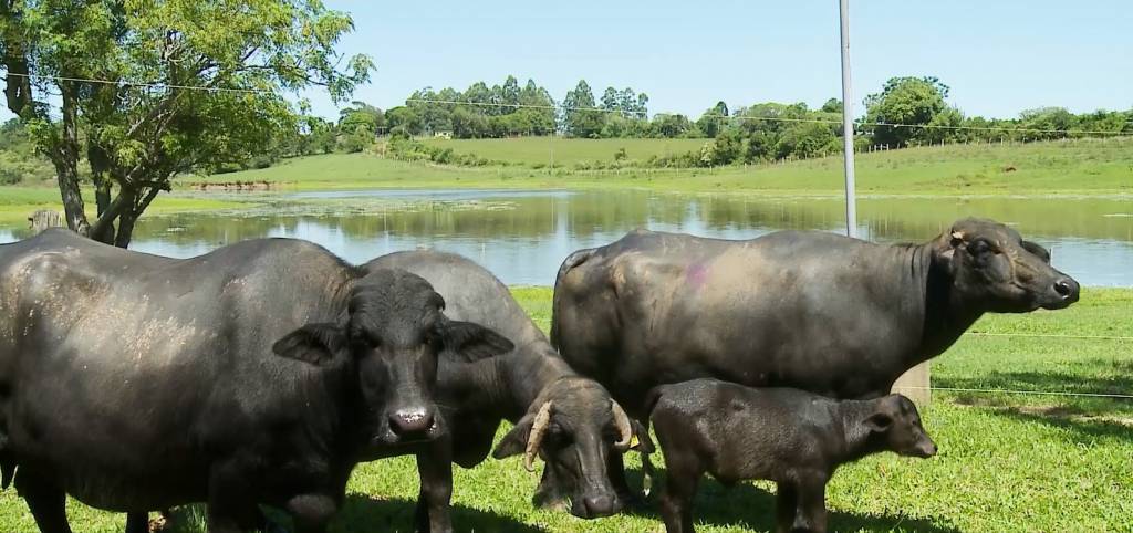 Fácil manejo dos búfalos atrai cada vez mais produtores do RS