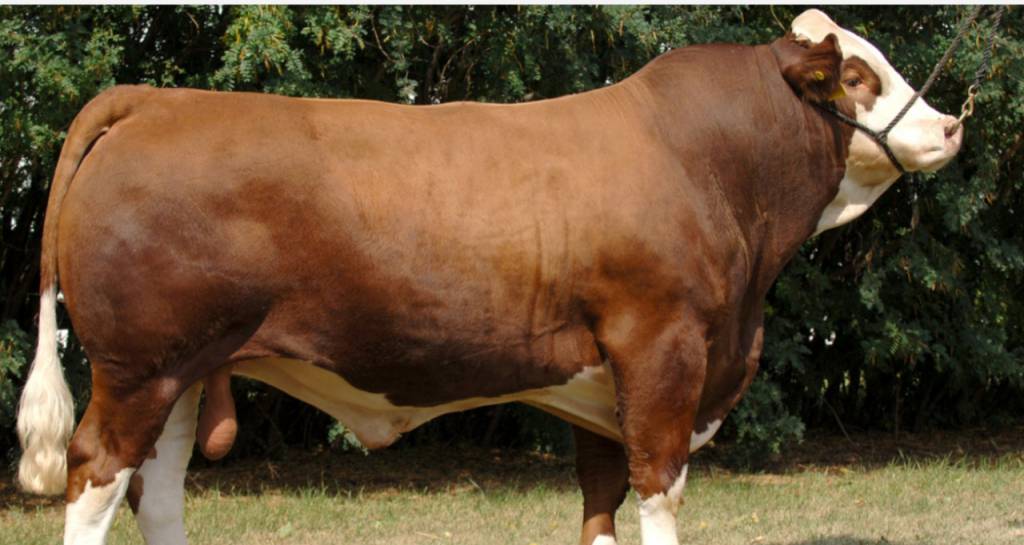 Genética BR realiza ação de vendas, hoje no AgroCanal