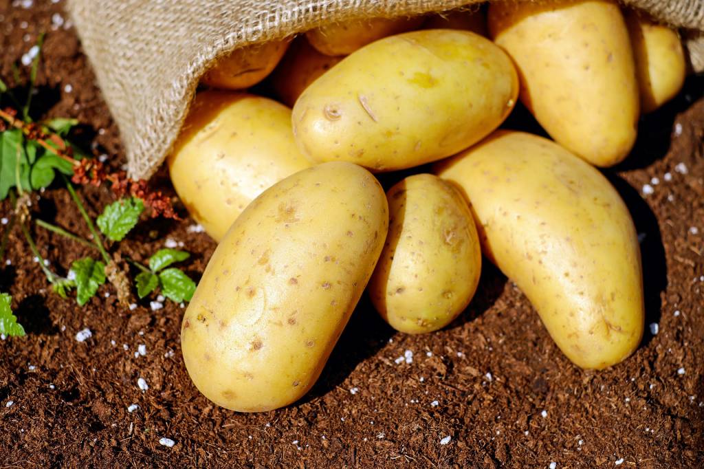 Oferta de batata aumenta e cotações reduzem em maio