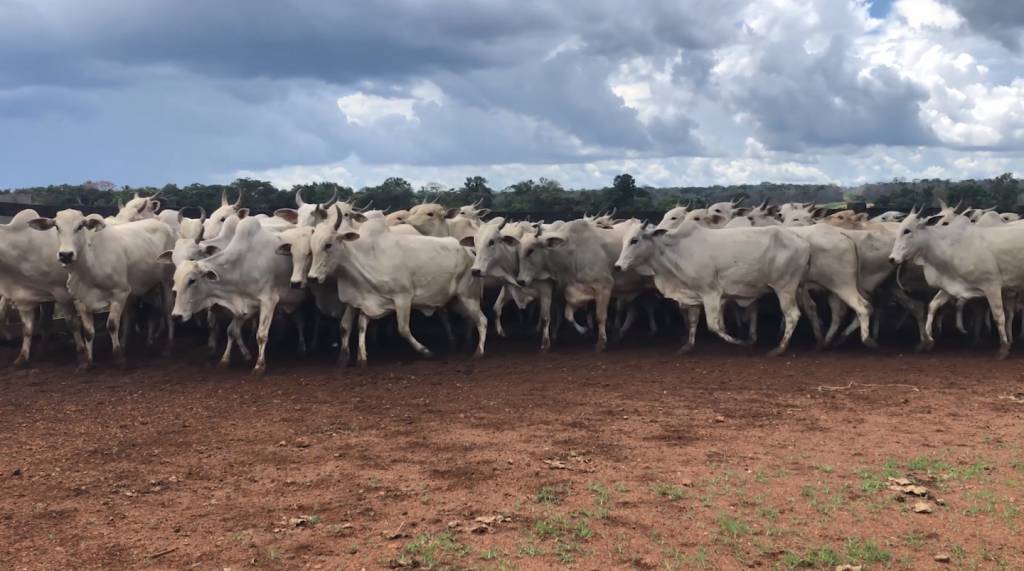 Hoje: 'Boi em Pauta - Mulheres na Lida' oferta 1.500 animais de corte