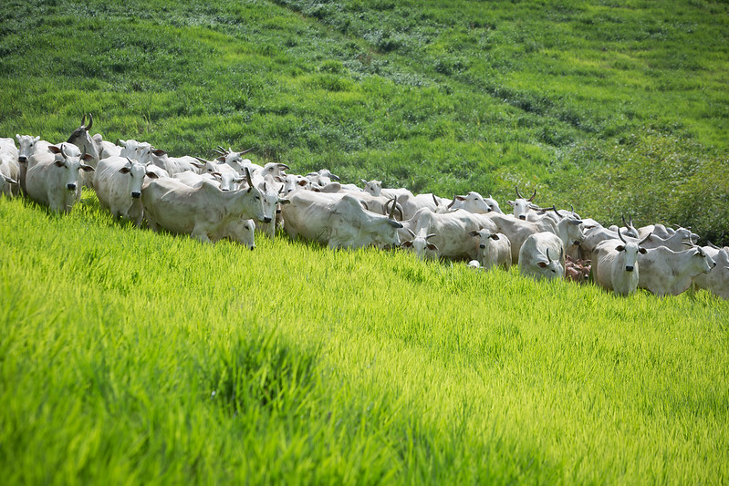 Reprodução bovina: calor intenso reduz taxa de prenhez. Confira a Reportagem