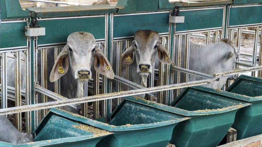Simpósio ‘O Brahman no Brasil’ começa nesta sexta em Botucatu
