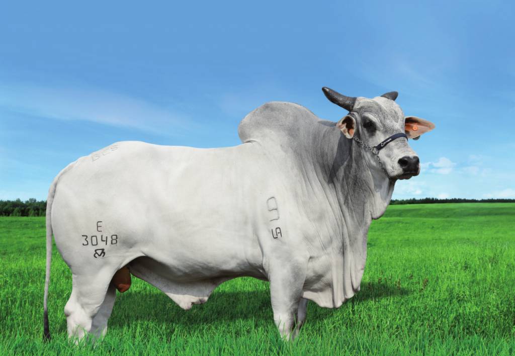 ‘Genética BR’ realiza ação de vendas, hoje no Agro Canal