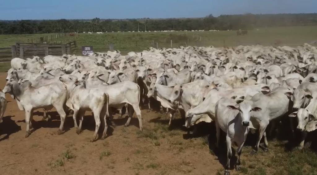 Não perca: Criadores de Marcelândia ofertam 3 mil animais de corte