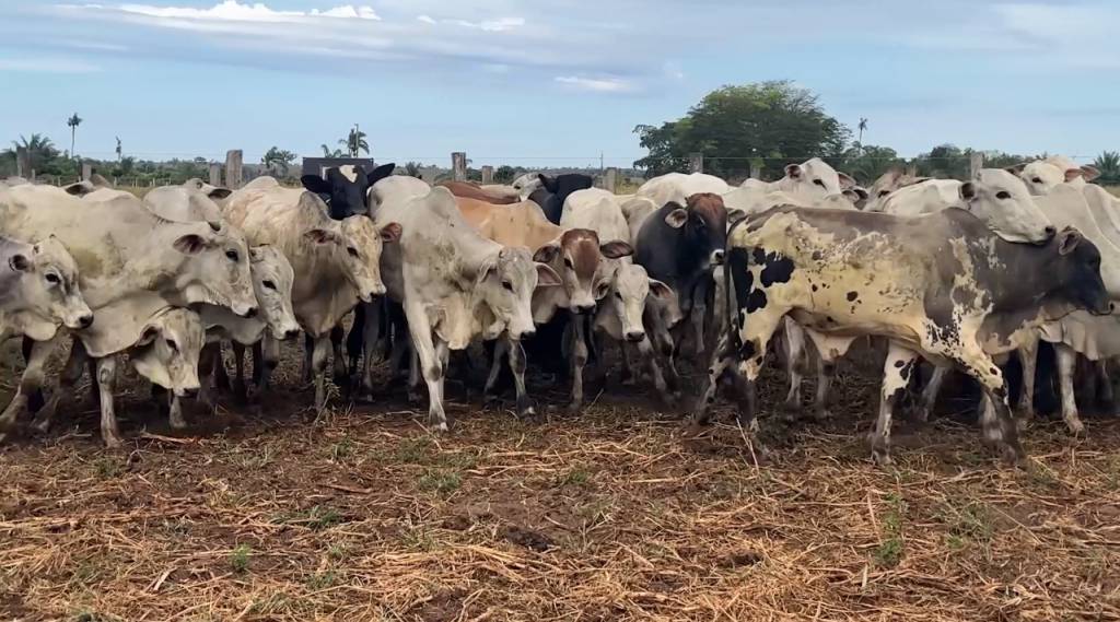 'Boa Esperança' oferta 3 mil animais de corte. Melhore o seu rebanho hoje!