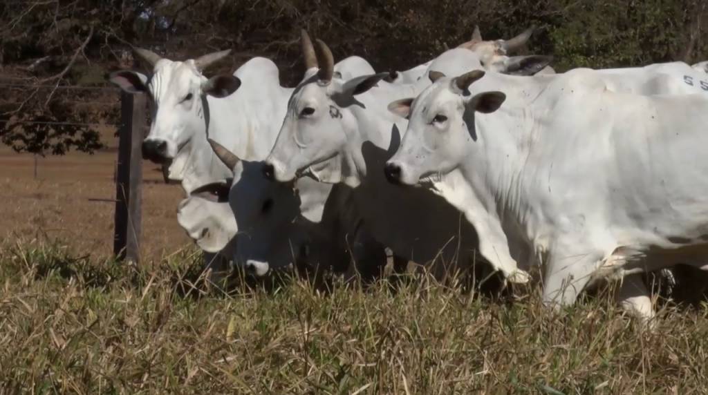 Hoje: Agropecuária Ribeirópolis segue com oferta de vacas Nelore PO