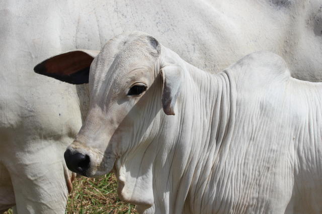 Mato Grosso apresenta redução no ágio do bezerro e do boi gordo