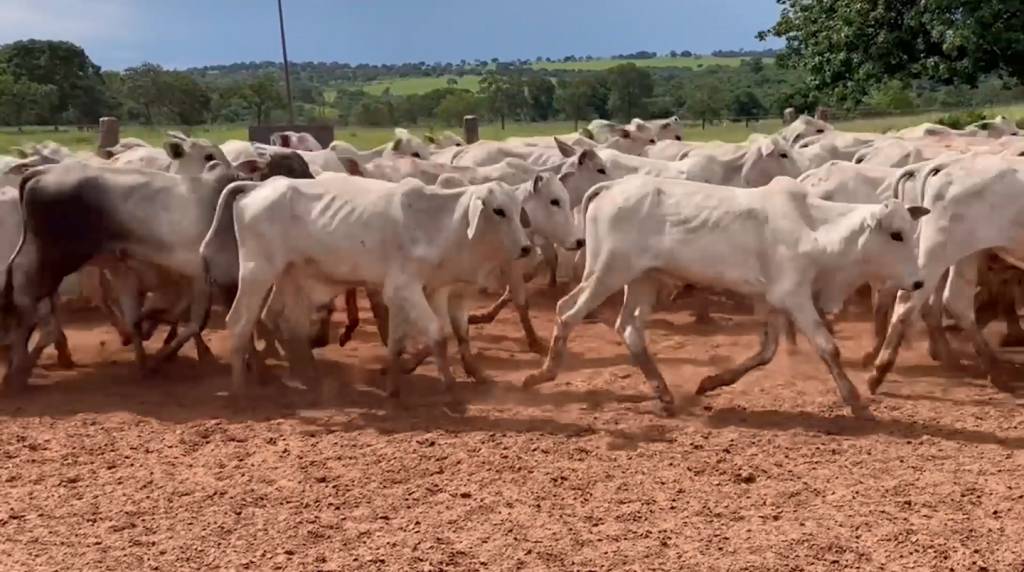 Hoje: Boi em Pauta oferta 1.500 animais de corte no Agro Canal