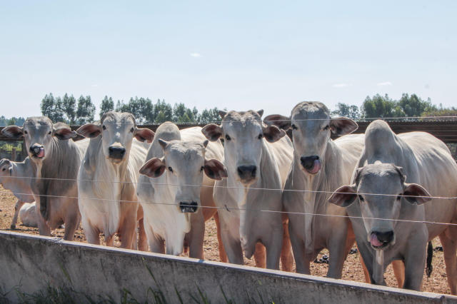 Aumento de 0,26% na cotação da arroba do boi gordo