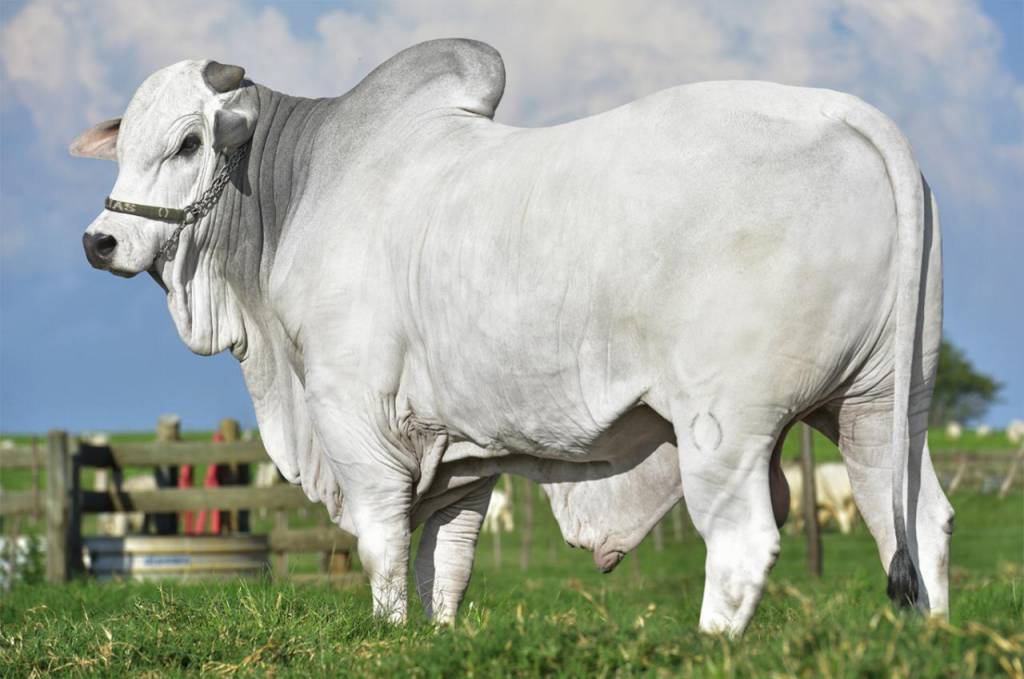 Genética BR realiza ação de vendas, hoje no Agro Canal