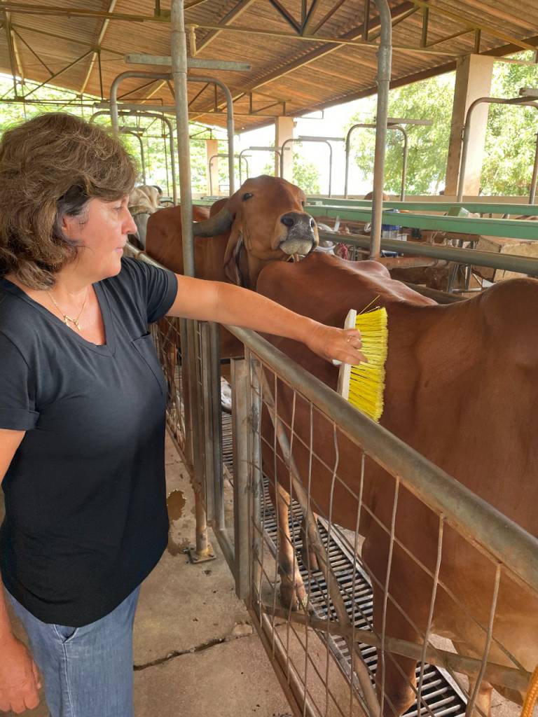 Vacas que recebem carinho produzem mais leite, diz estudo