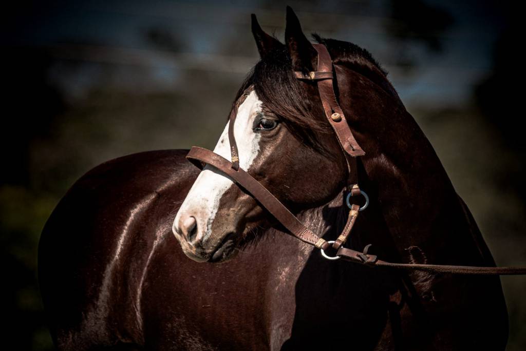 ArrobaPlay: Calidad segue com venda de cavalos Crioulos