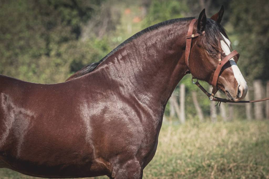 ArrobaPlay: Calidad segue com venda de cavalos Crioulos