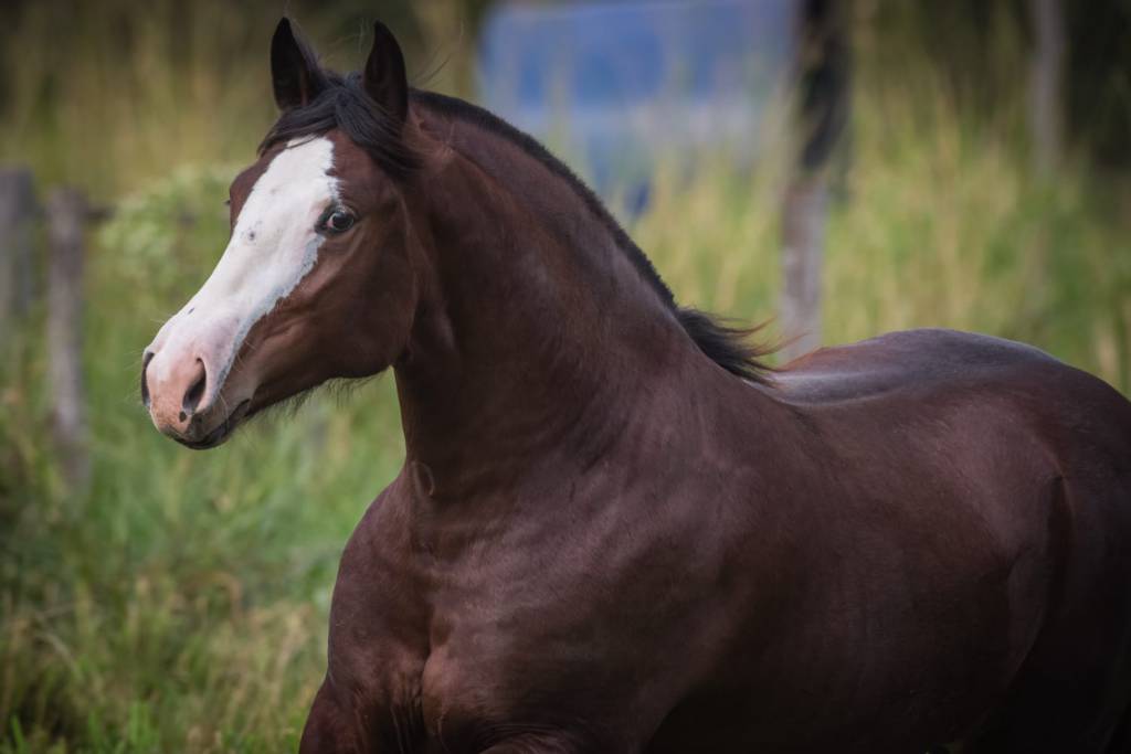 Calidad vende cavalos Crioulos no ArrobaPlay