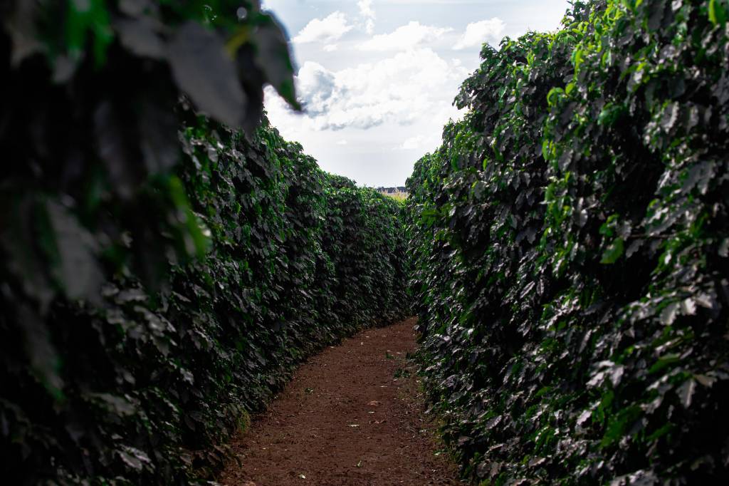Cuidados pós-colheita melhoram a produtividade do café