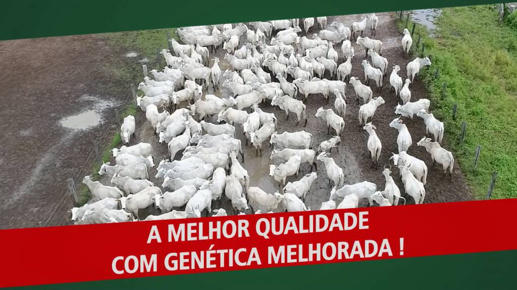 Vilmar Pereira Pires e Convidados ofertam animais de corte no Agro Canal