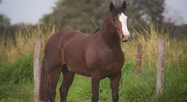 Cavalo Crioulo ganha espaço em MS