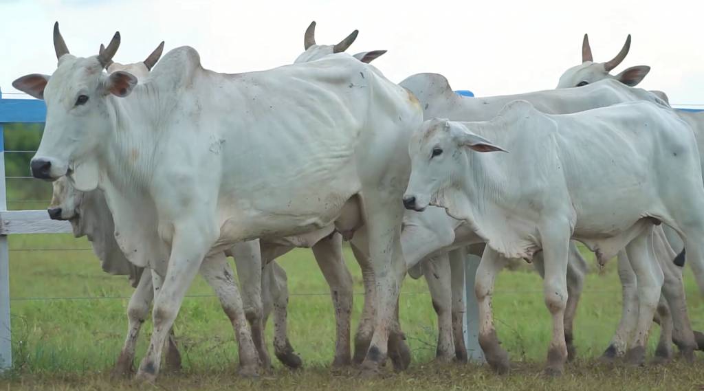 De Olho na Fazenda: confira a oferta de fêmeas Nelore PO do 'Capão de Angico'