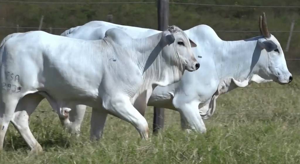 Nelore do Golias apresenta animais PO nesta terça
