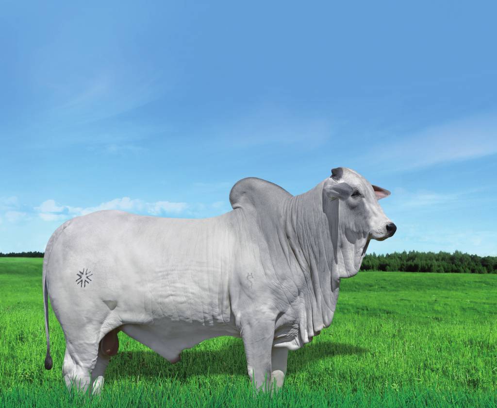 Genética BR oferta sêmen de grandes reprodutores no AgroCanal