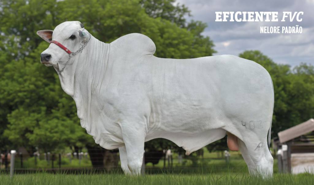 Genética BR realiza ação de vendas, hoje no Agro Canal