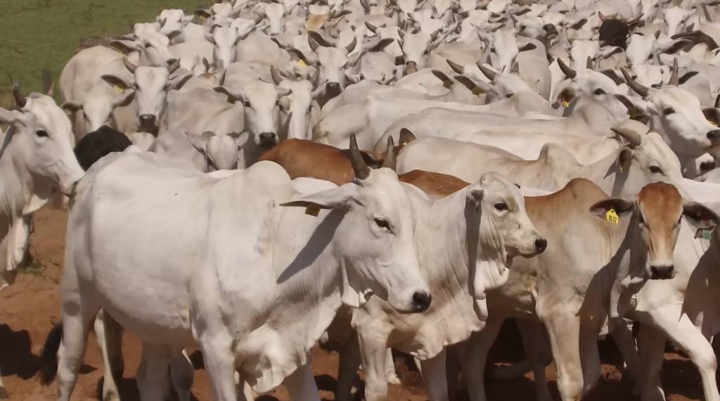 Hoje: oferta imperdível de animais Nelore no leilão 'Elo do Bezerro'