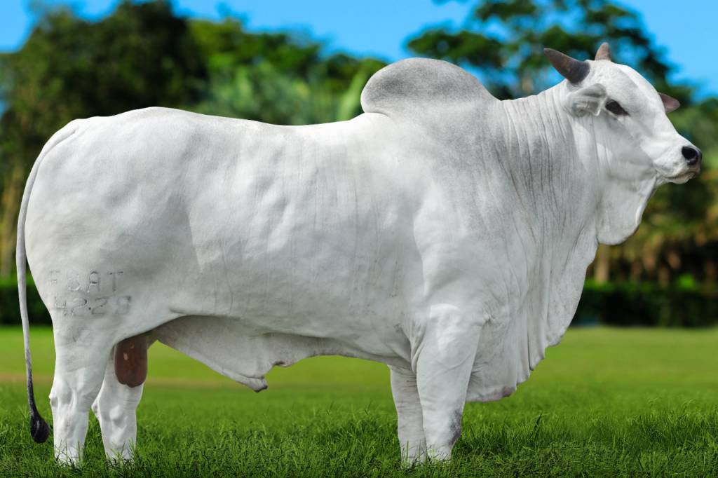 Genética BR realiza ação de vendas, hoje no AgroCanal