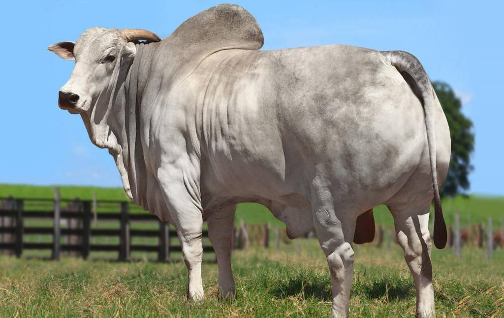 Genética BR oferta sêmen de grandes reprodutores no AgroCanal