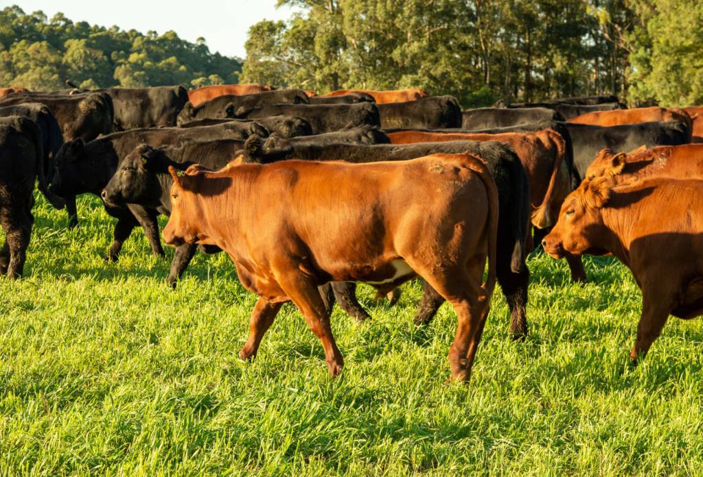 Evento debate cadeia produtiva da carne bovina
