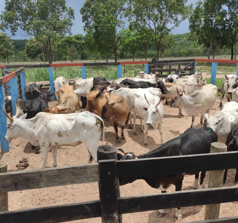 Produtor rural de MS tem até quarta para atualização de rebanhos