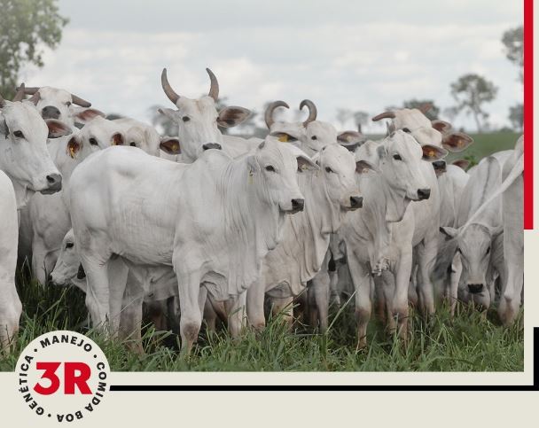 Fazenda 3R discute produção de carne de qualidade em evento