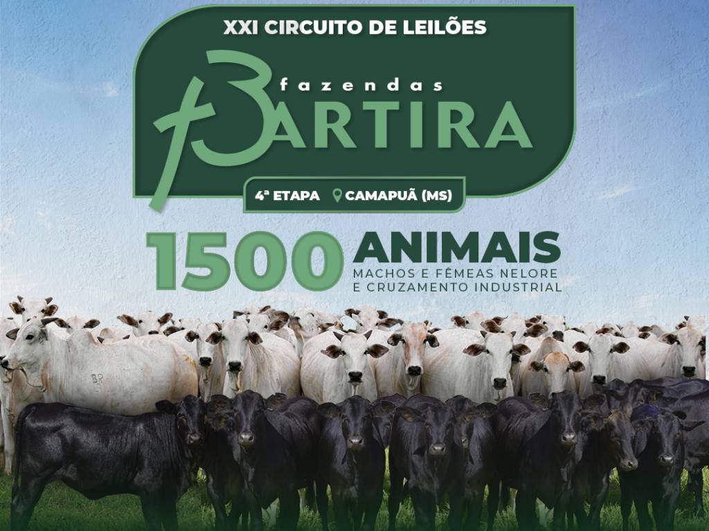 Veja o leilão fazendas Bartira, hoje no Canal do Boi