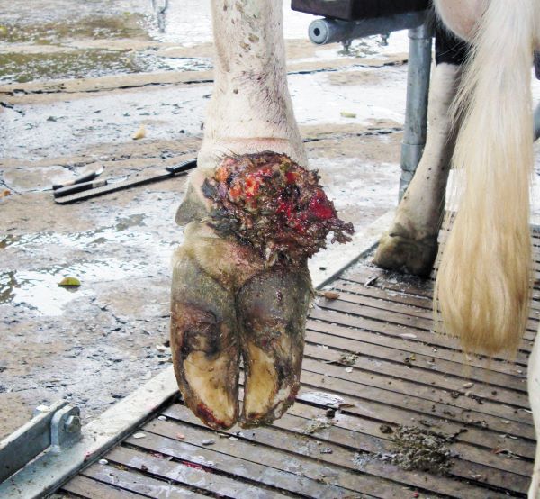 Dúvida de criador: como tratar doença do casco de animais?