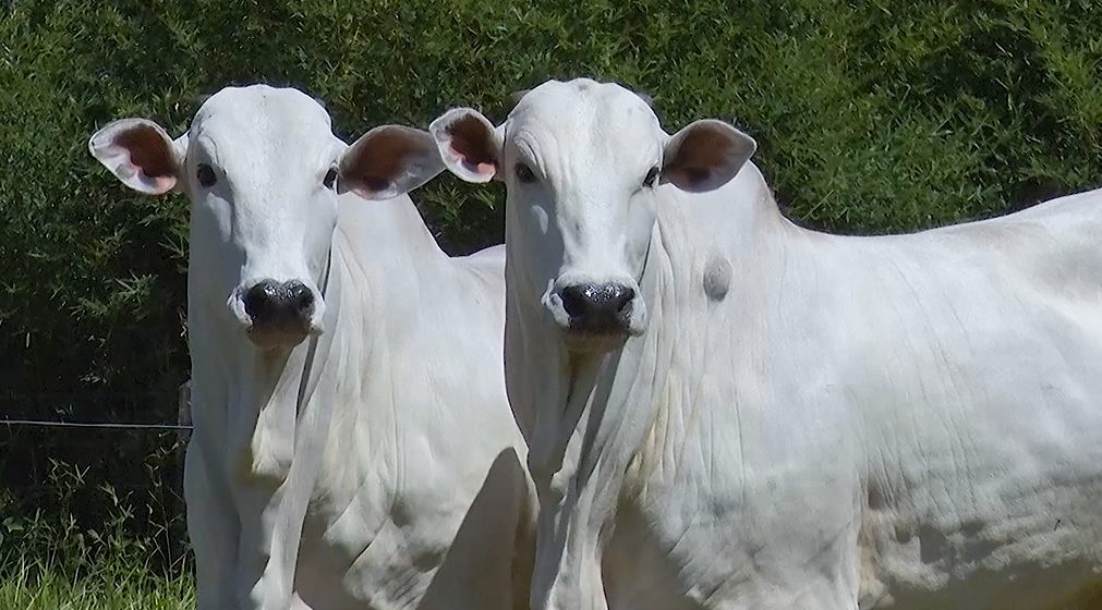 Não perca o fechamento do 'De Olho Na Fazenda 7 Dias Na Sete Estrelas', hoje no Canal do Boi
