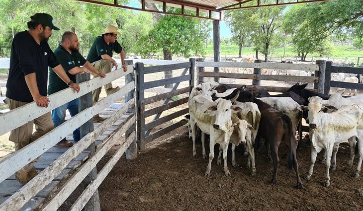 Gado avaliado em R$ 1 milhão é recuperado no Paraguai 
