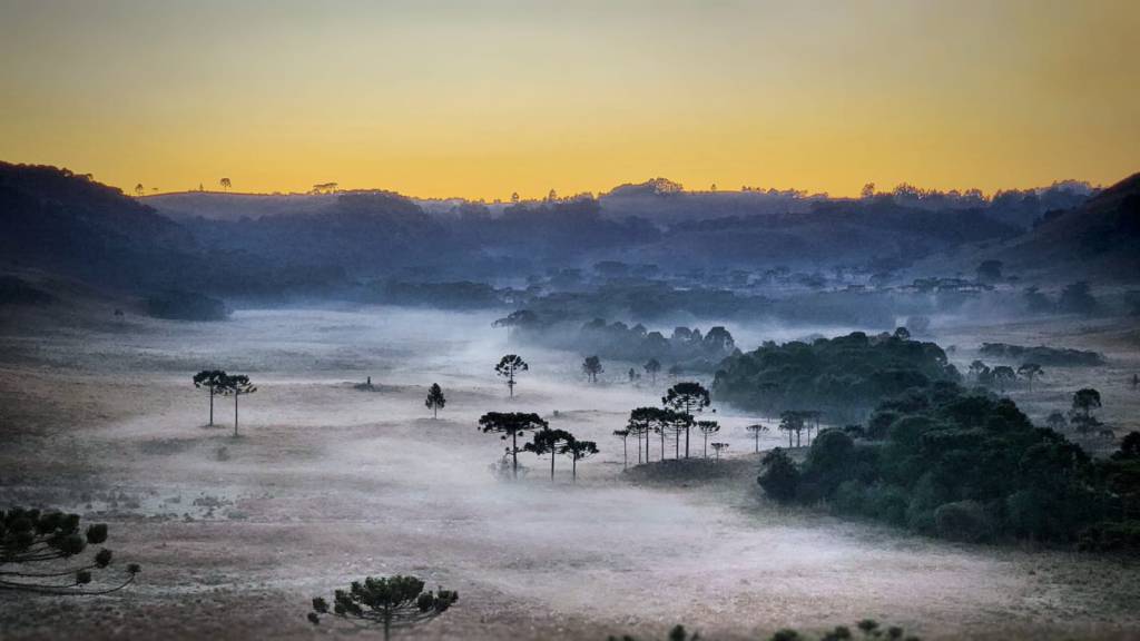 Serra Catarinense amanhece coberta de gelo; Veja imagens
