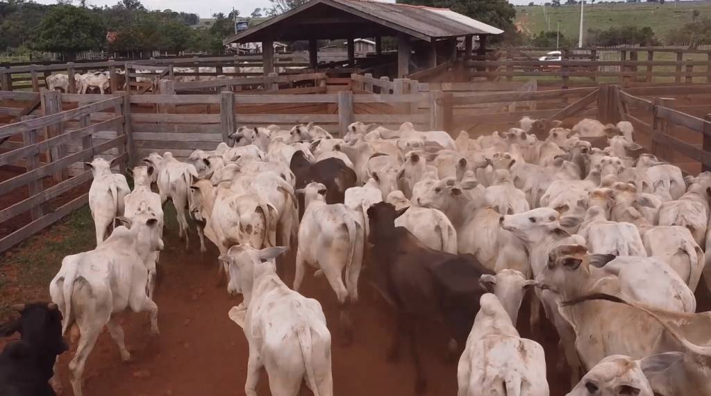'Gigantes da Pecuária' oferta 3 mil animais de corte, no Agro Canal