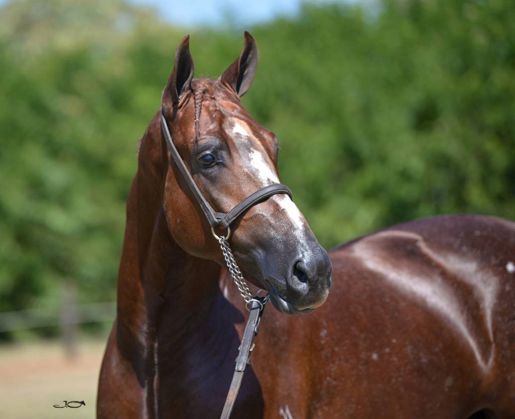 Criadores de cavalo Mangalarga realizam simpósio em São Paulo