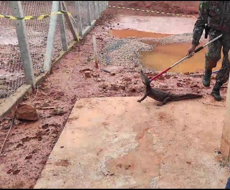 Jacaré é capturado em pátio de mineradora