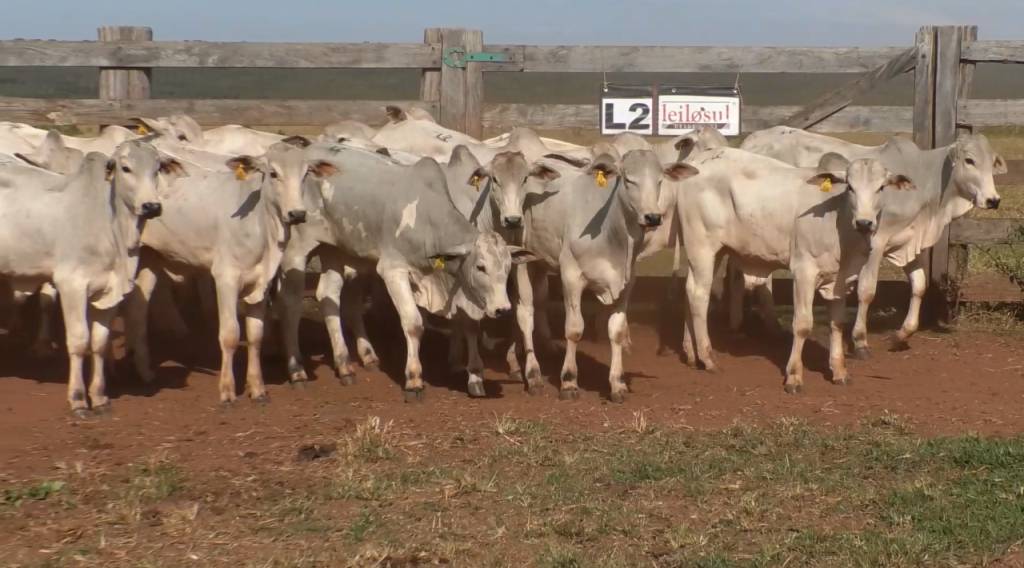 Hoje: 'Leilão Influência CEIP' oferta animais Nelore de ponta do mercado