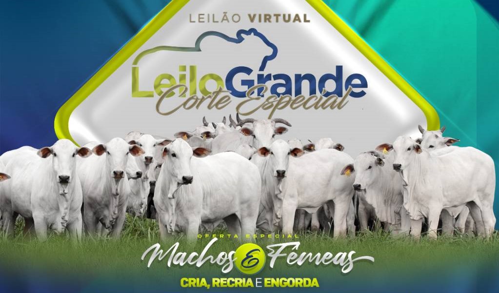 Veja o leilão de corte especial Leilogrande, hoje no Canal do Boi