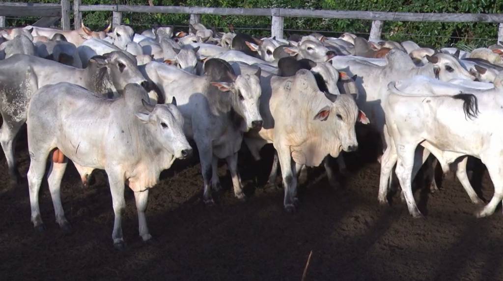 Central Pantanal Coxim oferta 1.500 animais de corte, hoje no Canal do Boi