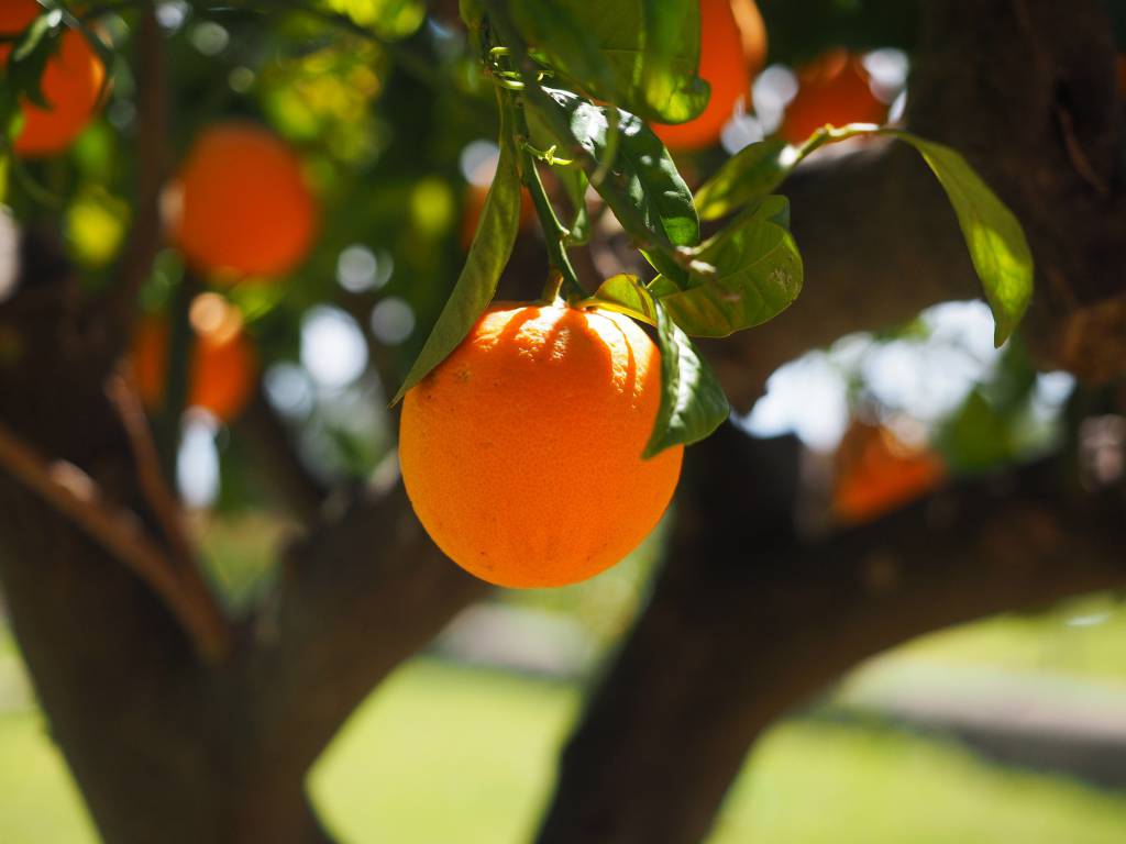 Expectativa para safra de laranja 2022/23 é de 314,21 milhões de caixas